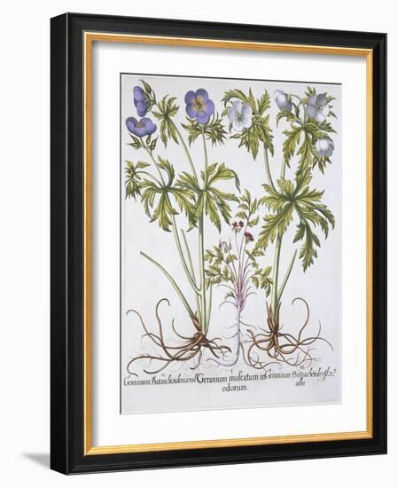 Geranium Muscatum-Basilius Besler-Framed Giclee Print