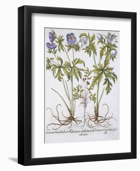 Geranium Muscatum-Basilius Besler-Framed Premium Giclee Print