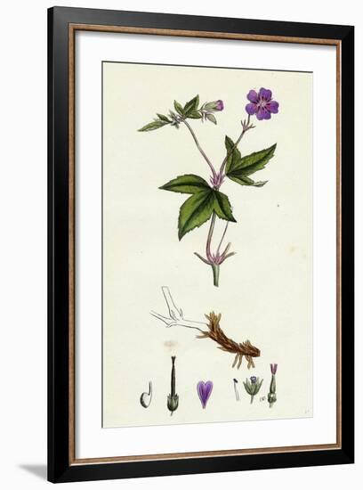 Geranium Nodosum Knotty Crane's-Bill-null-Framed Giclee Print