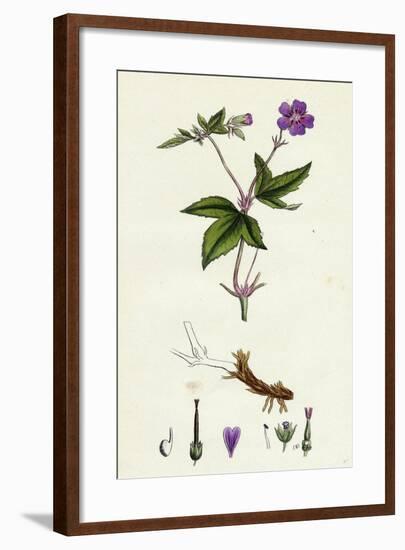 Geranium Nodosum Knotty Crane's-Bill-null-Framed Giclee Print