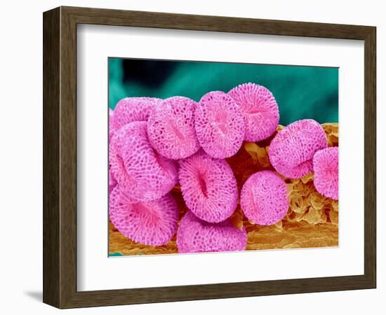 Geranium pollen at a magnification of x400-Micro Discovery-Framed Photographic Print