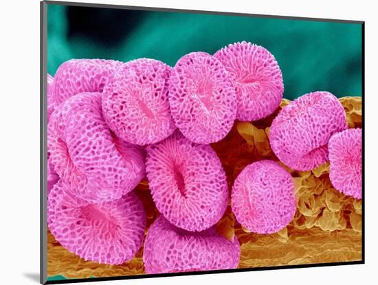 Geranium pollen at a magnification of x400-Micro Discovery-Mounted Photographic Print