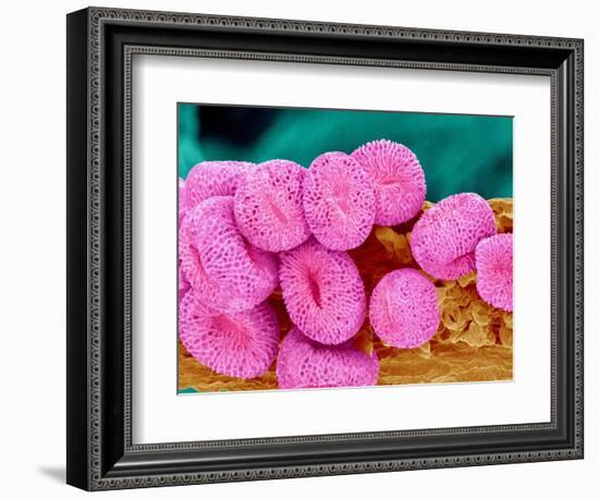 Geranium pollen at a magnification of x400-Micro Discovery-Framed Photographic Print