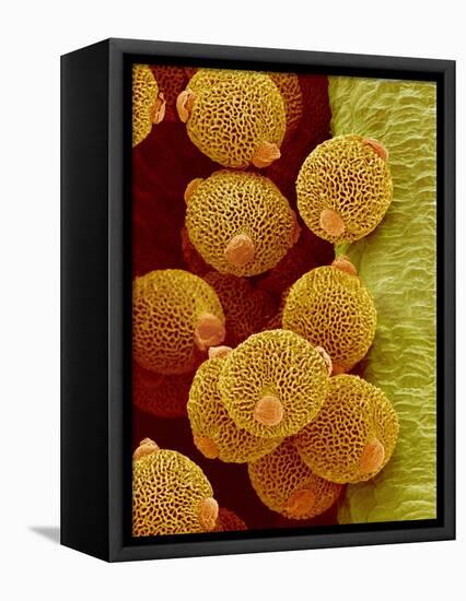 Geranium pollen in anther-Micro Discovery-Framed Premier Image Canvas