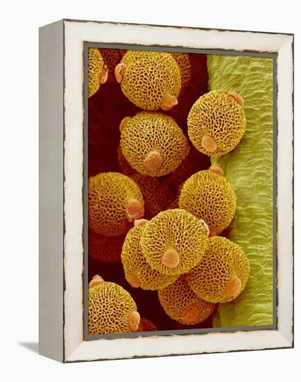 Geranium pollen in anther-Micro Discovery-Framed Premier Image Canvas