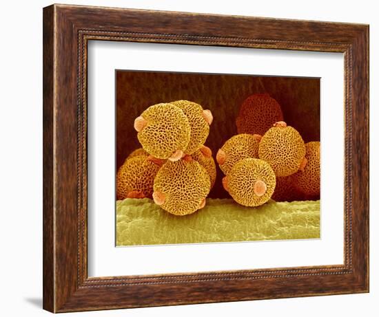 Geranium pollen in anther-Micro Discovery-Framed Photographic Print