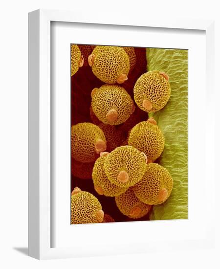 Geranium pollen in anther-Micro Discovery-Framed Photographic Print