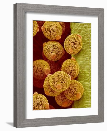 Geranium pollen in anther-Micro Discovery-Framed Photographic Print