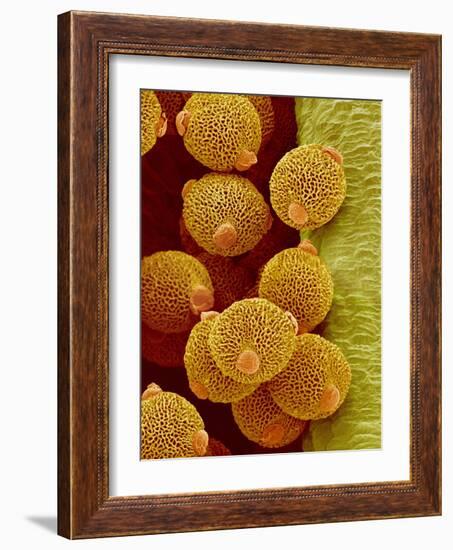 Geranium pollen in anther-Micro Discovery-Framed Photographic Print