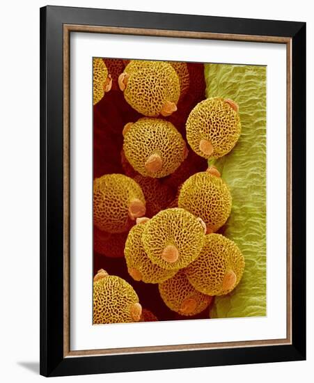 Geranium pollen in anther-Micro Discovery-Framed Photographic Print