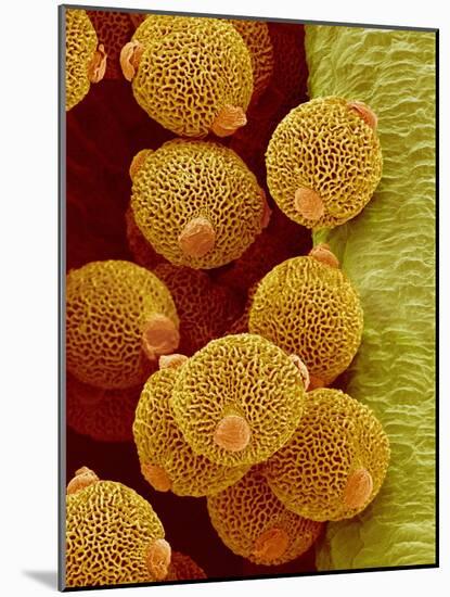 Geranium pollen in anther-Micro Discovery-Mounted Photographic Print