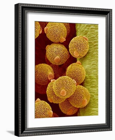 Geranium pollen in anther-Micro Discovery-Framed Photographic Print