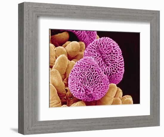 Geranium Pollen-Micro Discovery-Framed Photographic Print