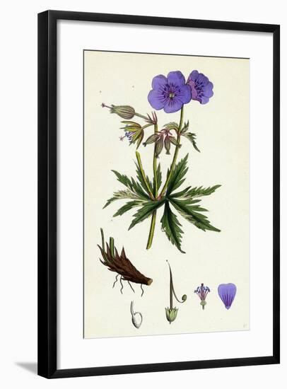 Geranium Pratense Blue Meadow Crane's-Bill-null-Framed Giclee Print