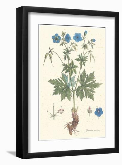 Geranium Pratense-null-Framed Art Print