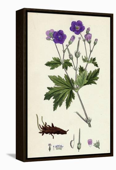 Geranium Sylvaticum Wood Crane's-Bill-null-Framed Premier Image Canvas