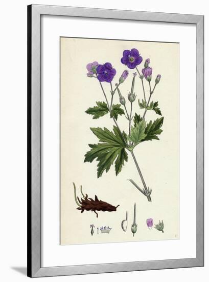 Geranium Sylvaticum Wood Crane's-Bill-null-Framed Giclee Print