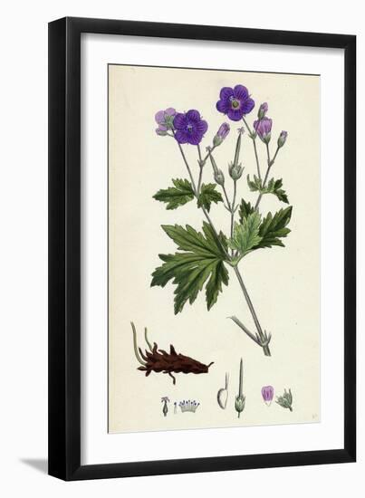 Geranium Sylvaticum Wood Crane's-Bill-null-Framed Giclee Print