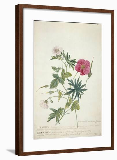 Geranium. Two Intertwined Stems of Different Species, 1767-Georg Dionysius Ehret-Framed Giclee Print