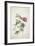 Geranium. Two Intertwined Stems of Different Species, 1767-Georg Dionysius Ehret-Framed Giclee Print