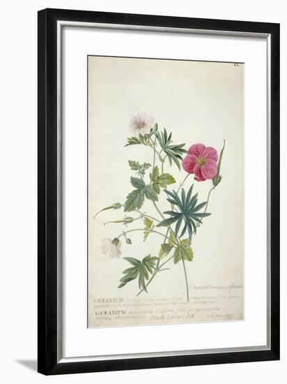 Geranium. Two Intertwined Stems of Different Species, 1767-Georg Dionysius Ehret-Framed Giclee Print