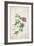 Geranium. Two Intertwined Stems of Different Species, 1767-Georg Dionysius Ehret-Framed Premium Giclee Print