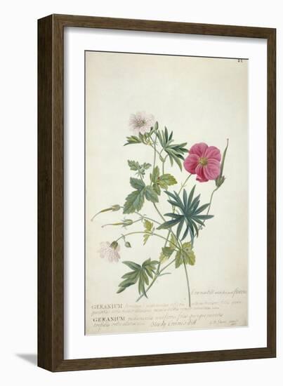 Geranium. Two Intertwined Stems of Different Species, 1767-Georg Dionysius Ehret-Framed Premium Giclee Print
