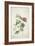 Geranium. Two Intertwined Stems of Different Species, 1767-Georg Dionysius Ehret-Framed Premium Giclee Print