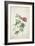 Geranium. Two Intertwined Stems of Different Species, 1767-Georg Dionysius Ehret-Framed Premium Giclee Print