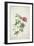 Geranium. Two Intertwined Stems of Different Species, 1767-Georg Dionysius Ehret-Framed Premium Giclee Print