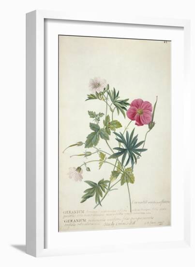 Geranium. Two Intertwined Stems of Different Species, 1767-Georg Dionysius Ehret-Framed Premium Giclee Print