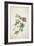 Geranium. Two Intertwined Stems of Different Species, 1767-Georg Dionysius Ehret-Framed Premium Giclee Print