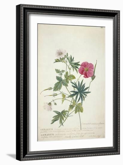 Geranium. Two Intertwined Stems of Different Species, 1767-Georg Dionysius Ehret-Framed Premium Giclee Print