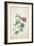 Geranium. Two Intertwined Stems of Different Species, 1767-Georg Dionysius Ehret-Framed Premium Giclee Print