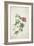 Geranium. Two Intertwined Stems of Different Species, 1767-Georg Dionysius Ehret-Framed Giclee Print