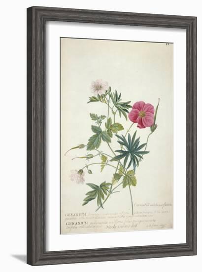 Geranium. Two Intertwined Stems of Different Species, 1767-Georg Dionysius Ehret-Framed Giclee Print