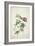 Geranium. Two Intertwined Stems of Different Species, 1767-Georg Dionysius Ehret-Framed Giclee Print