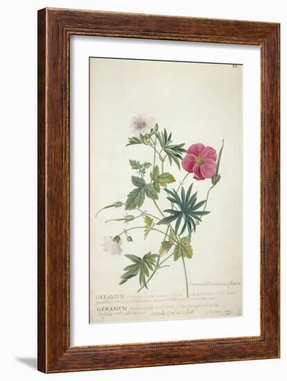 Geranium. Two Intertwined Stems of Different Species, 1767-Georg Dionysius Ehret-Framed Giclee Print