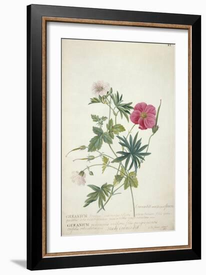 Geranium. Two Intertwined Stems of Different Species, 1767-Georg Dionysius Ehret-Framed Giclee Print