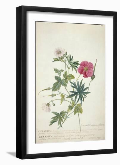 Geranium. Two Intertwined Stems of Different Species, 1767-Georg Dionysius Ehret-Framed Giclee Print