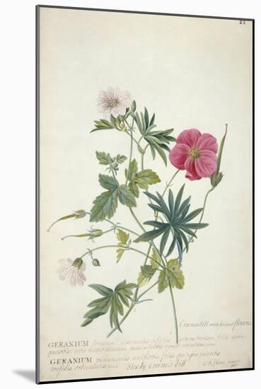 Geranium. Two Intertwined Stems of Different Species, 1767-Georg Dionysius Ehret-Mounted Giclee Print