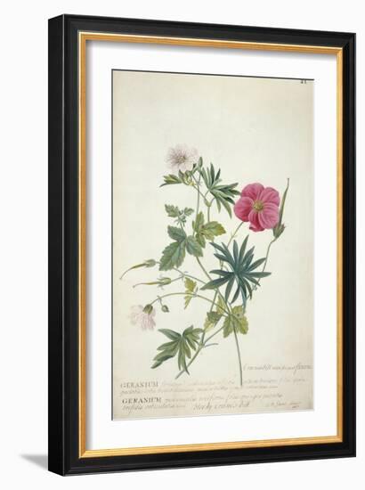 Geranium. Two Intertwined Stems of Different Species, 1767-Georg Dionysius Ehret-Framed Giclee Print