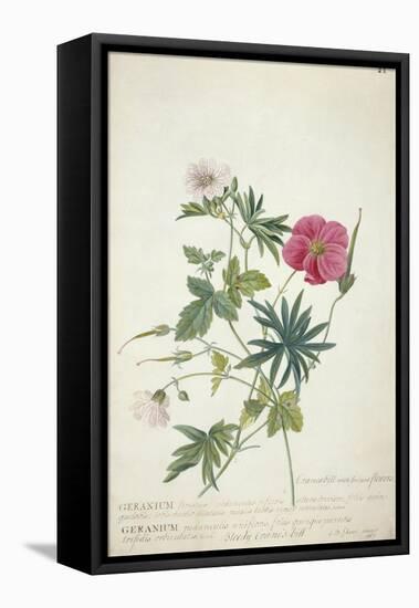 Geranium. Two Intertwined Stems of Different Species, 1767-Georg Dionysius Ehret-Framed Premier Image Canvas