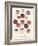 Geranium Varieties-null-Framed Giclee Print