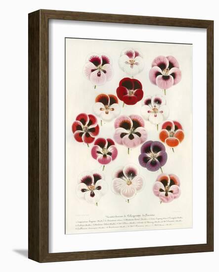 Geranium Varieties-null-Framed Giclee Print