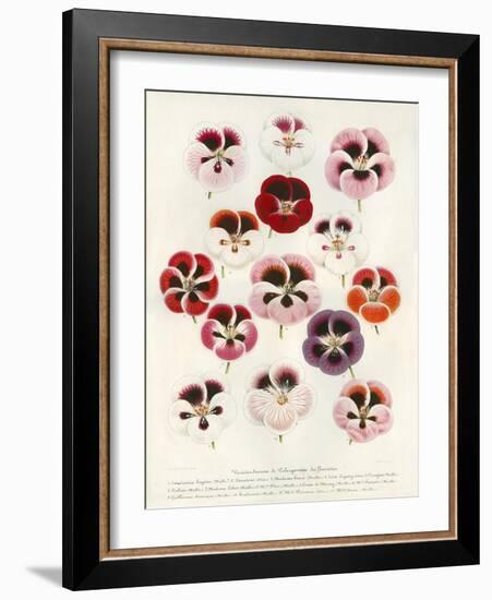 Geranium Varieties-null-Framed Giclee Print