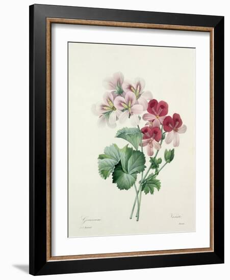 Geranium Variety (Crane's-Bill) from 'Choix Des Plus Belles Fleurs', 1827-Pierre-Joseph Redouté-Framed Giclee Print