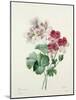 Geranium Variety (Crane's-Bill) from 'Choix Des Plus Belles Fleurs', 1827-Pierre-Joseph Redouté-Mounted Giclee Print