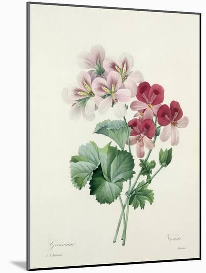 Geranium Variety (Crane's-Bill) from 'Choix Des Plus Belles Fleurs', 1827-Pierre-Joseph Redouté-Mounted Giclee Print