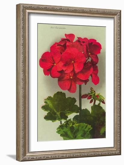 Geranium-null-Framed Art Print